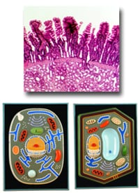 plant cells and animal cells models